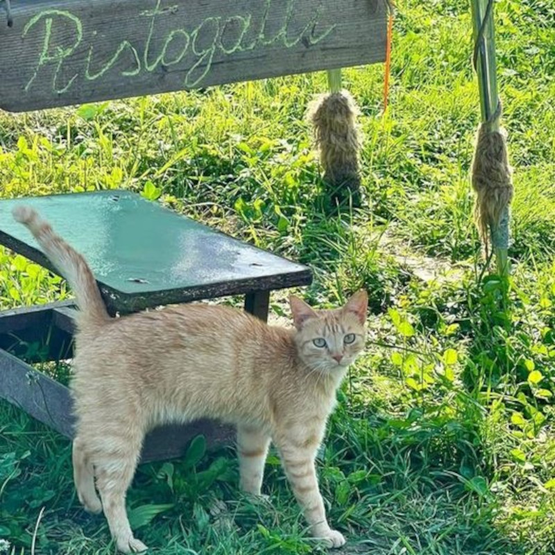 Oggi e domani su Amazon c’è la festa delle Offerte Prime! - Associazione Le Sfigatte