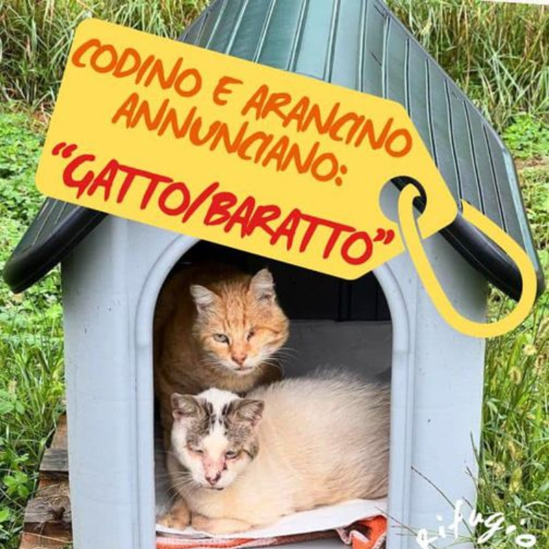 Al rifugio inizia l’operazione Gatto/Baratto! - Associazione Le Sfigatte