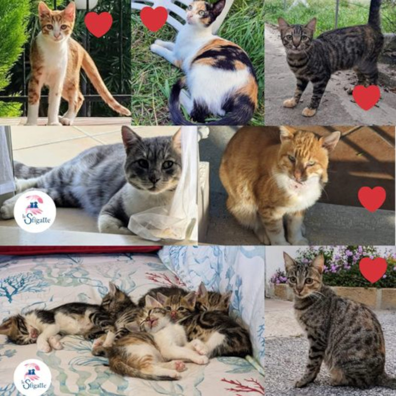 Storia del randagismo in Calabria (ci servono fondi per le sterilizzazioni) - Associazione Le Sfigatte