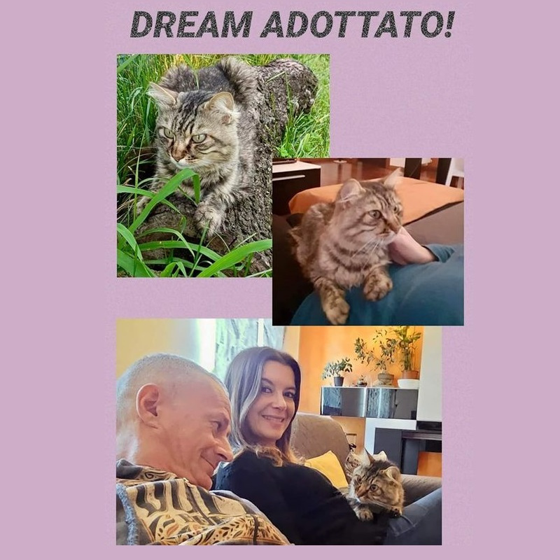 Dream: il sogno diventa realtà.., prima adozione del rifugio Sfigatte! - Associazione Le Sfigatte