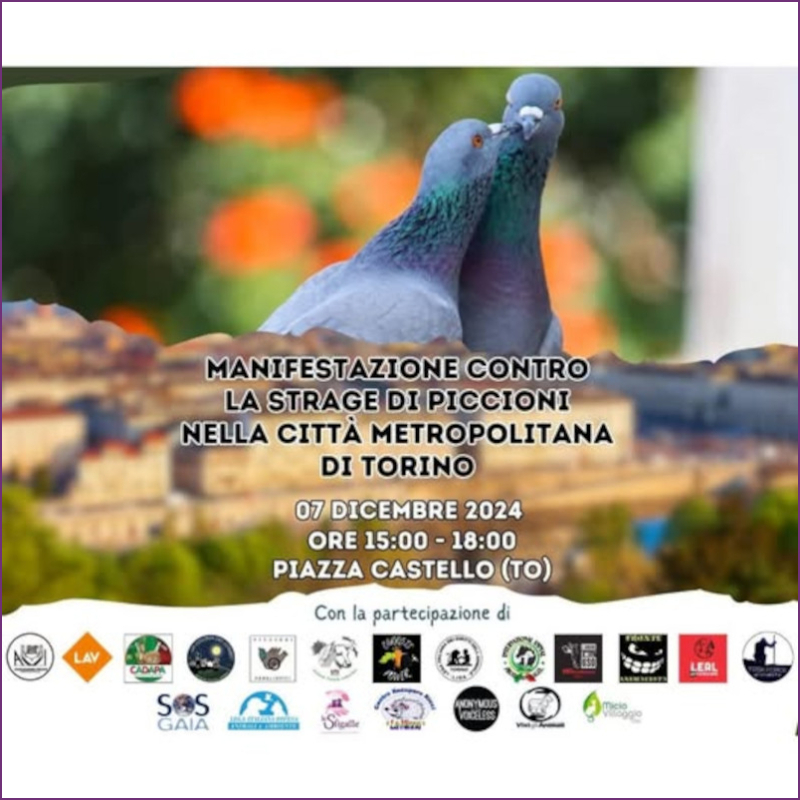 Essere piccioni non è un reato! - Associazione Le Sfigatte