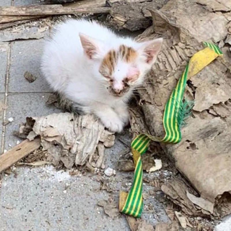 Grazia, Grazielle e grazie al..le Sfigatte! - Associazione Le Sfigatte