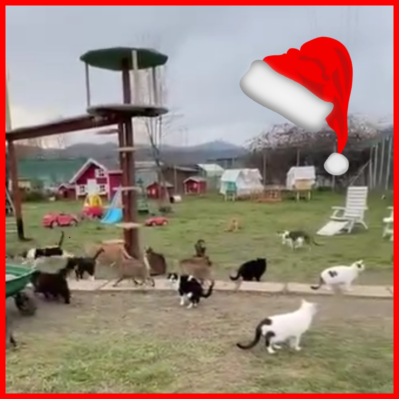 Chi vuole essere il Babbo Natale dei gatti in rifugio e regalare loro qualche scatolette? - Associazione Le Sfigatte