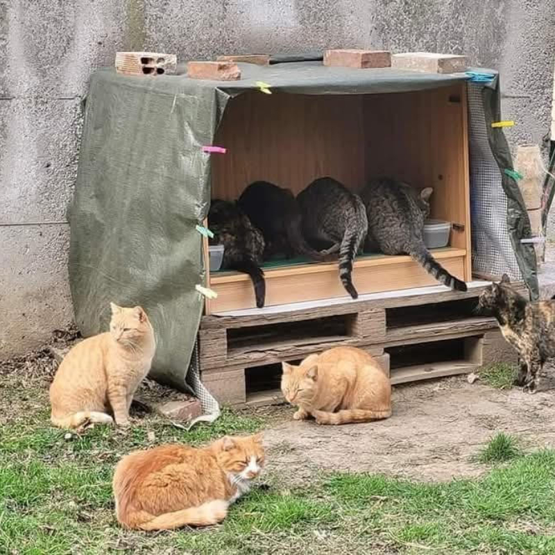 Grazie ai volontari delle colonie: ogni piccolo gesto vale una vita - Associazione Le Sfigatte