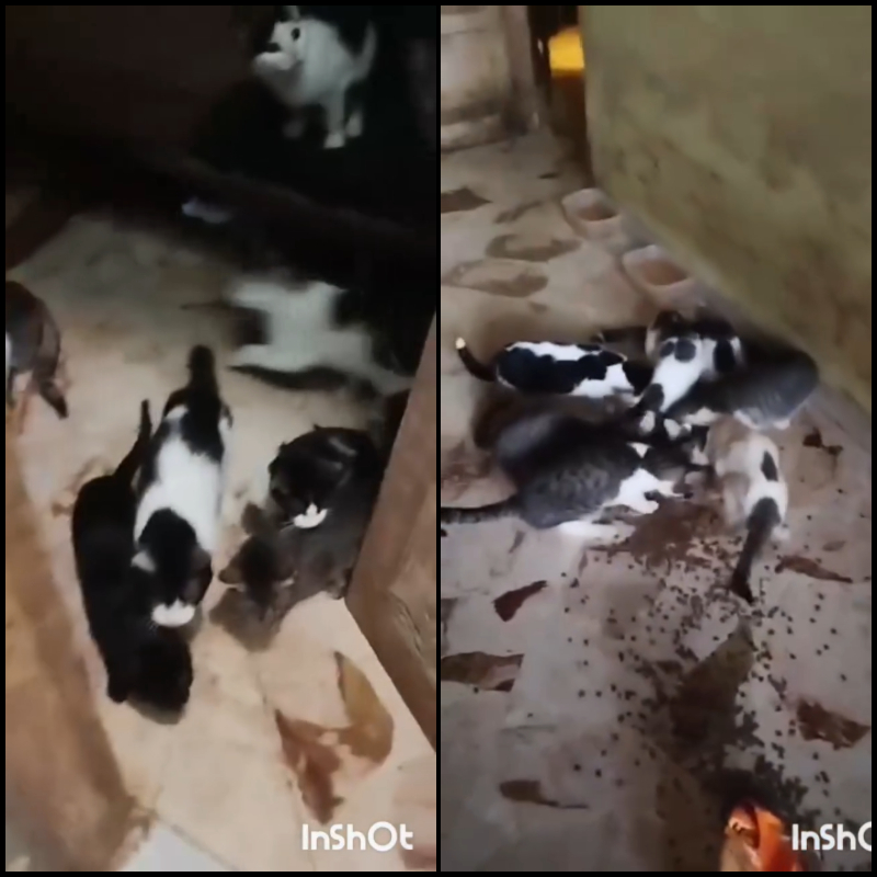 La casa degli orrori: situazione inquietante e di assoluta emergenza! - Associazione Le Sfigatte