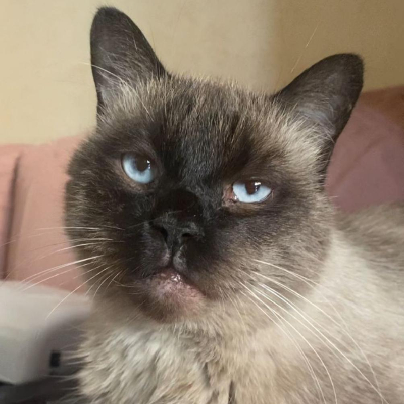 Pensate adesso al loro futuro, per continuare ad amarli e proteggerli, anche se non sarete più con loro: la storia di Baloo - Associazione Le Sfigatte