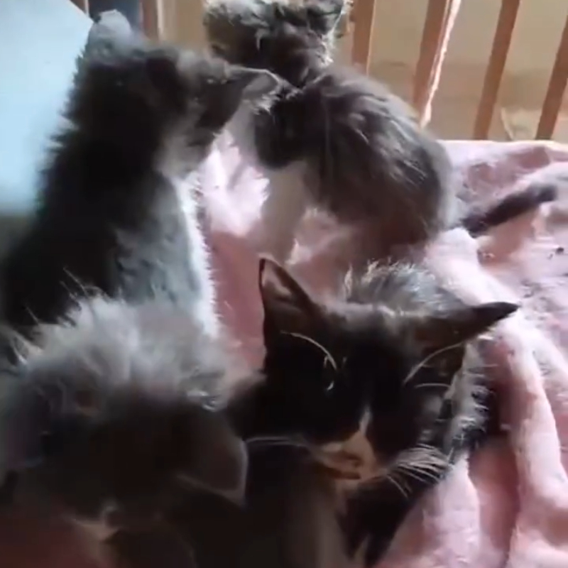 Situazione tragica: c'è bisogno della collaborazione di tutti - Associazione Le Sfigatte