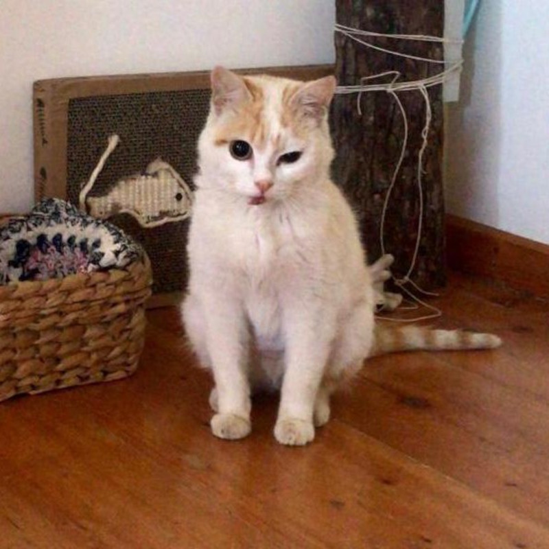 Stallo a pagamento urgente per Arancino - Associazione Le Sfigatte