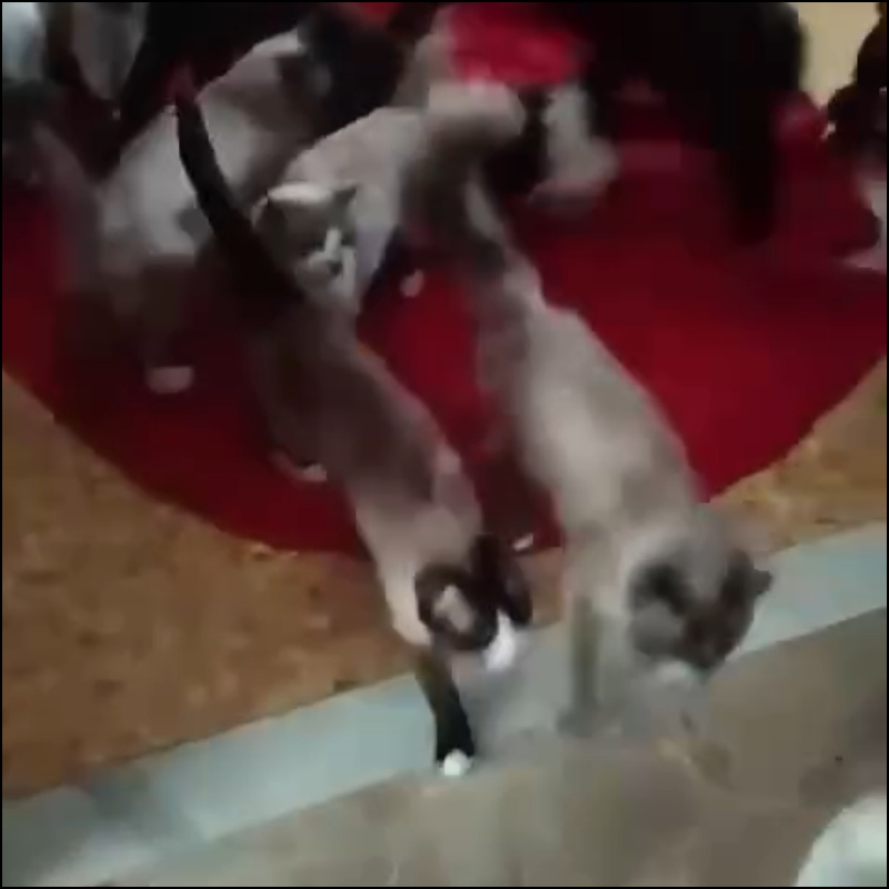 Aggiornamento accumulatrice con oltre 70 gatti: abbiamo ancora bisogno di aiuto - Associazione Le Sfigatte