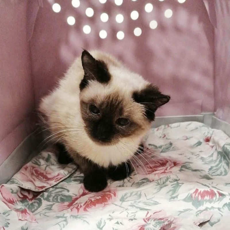 Aggiornamento gatti accumulatrice: abbiamo bisogno di stalli! (su Torino e dintorni) - Associazione Le Sfigatte