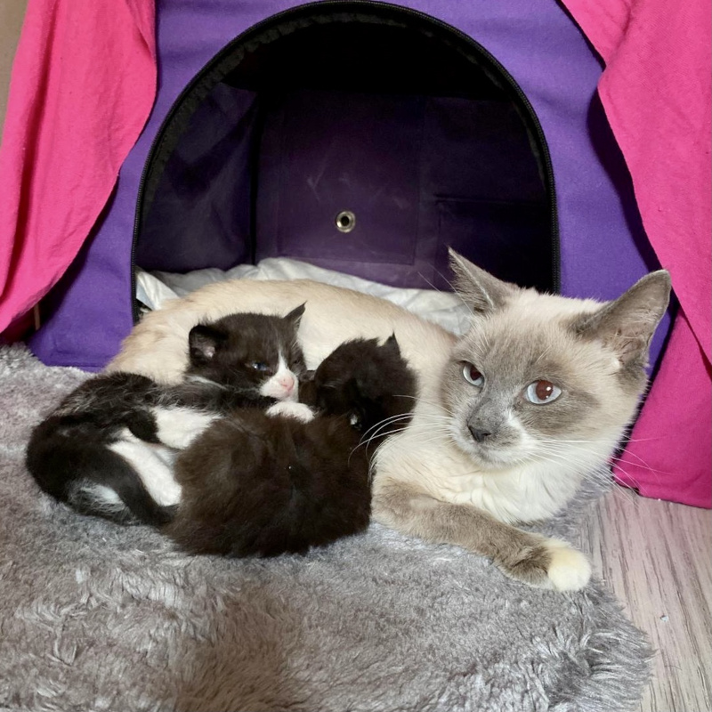 Emergenza 70 gatti di un'accumulatrice di Torino: aiutateci a salvarli - Associazione Le Sfigatte