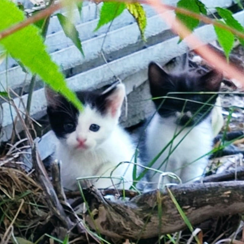 Vi preghiamo di aiutarci, siamo allo stremo - Associazione Le Sfigatte