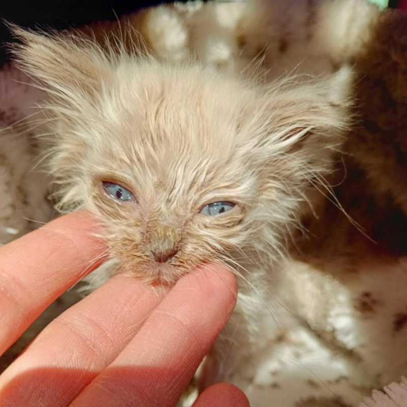 Volevo essere un duro... che non gli importa del futuro... - Associazione Le Sfigatte