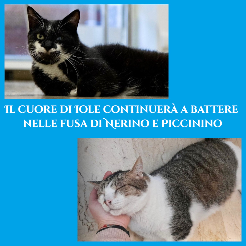 Con il lascito all’Associazione Le Sfigatte, la promessa di Iole è stata mantenuta: il suo cuore continuerà a battere nelle fusa dei suoi gatti e non solo... - Associazione Le Sfigatte