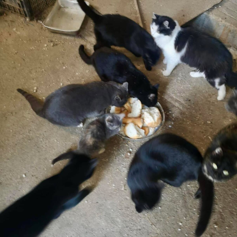 Il randagismo non è un caso, è una vostra scelta - Associazione Le Sfigatte