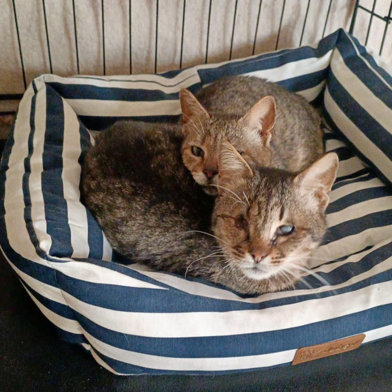 Una bella notizia di collaborazione e solidarietà: quando l'amore per gli animali va oltre i confini territoriali - Associazione Le Sfigatte