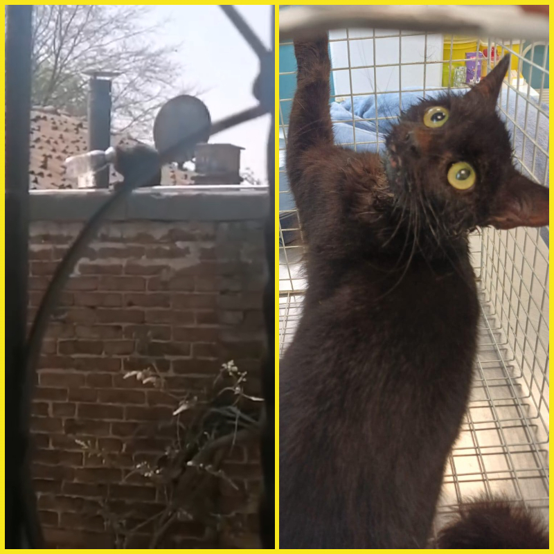 Eccola! La gatta che aveva la testa nella bottiglia! - Associazione Le Sfigatte