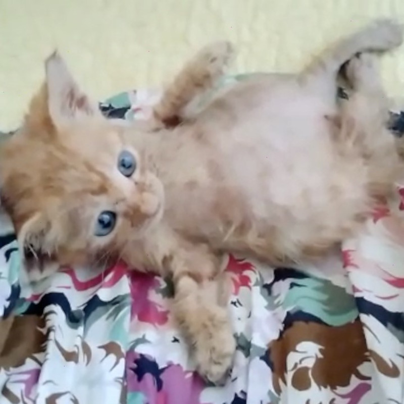 Leon, con la forza di un leoncino - Associazione Le Sfigatte