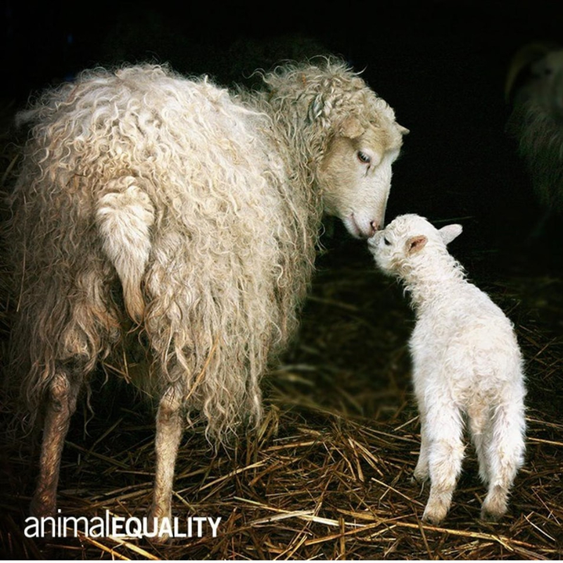 Buona Pasqua a tutti, anche a chi non ha voce - Associazione Le Sfigatte