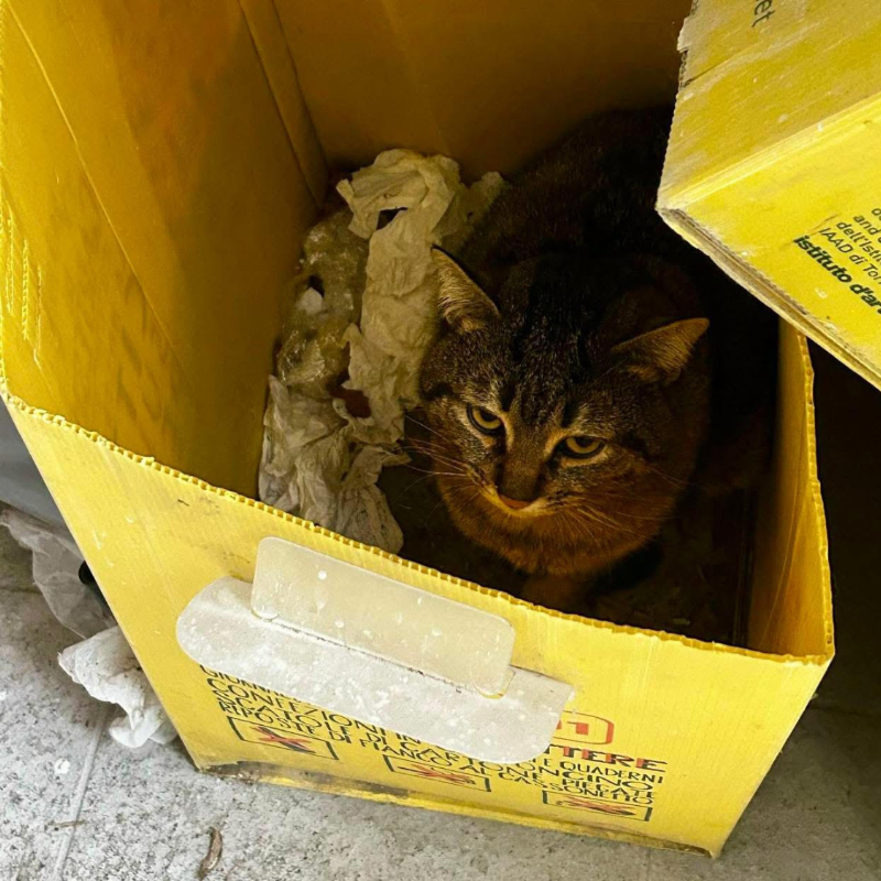 Cartesio, il gatto che ha trovato riparo nel contenitore della raccolta differenziata - Associazione Le Sfigatte