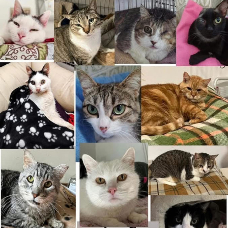 Un anno di salvataggi grazie alla Casa degli Stalli: continuiamo insieme! - Associazione Le Sfigatte