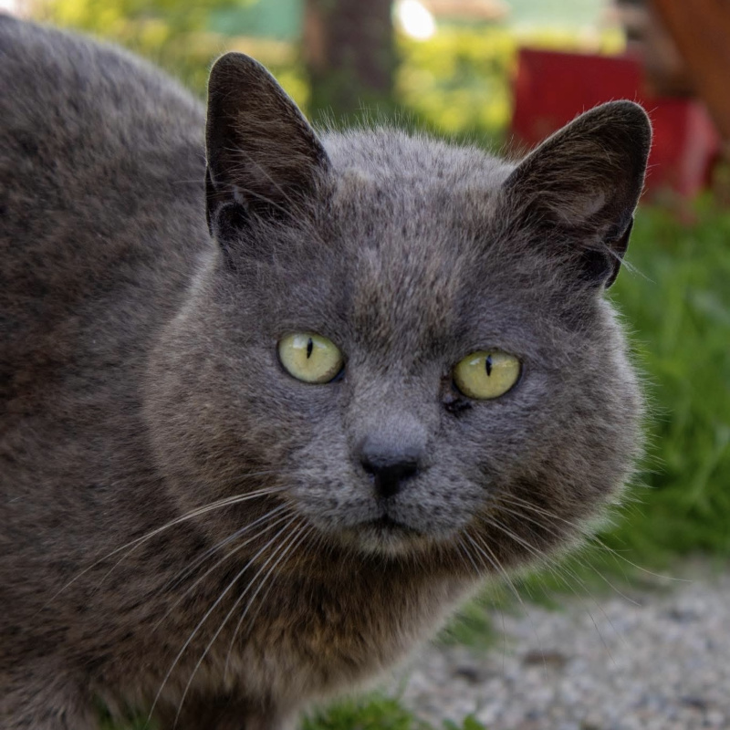 Adottate un pezzettino del nostro Rifugio. Sky il guerriero guarito dalla Fip - Associazione Le Sfigatte