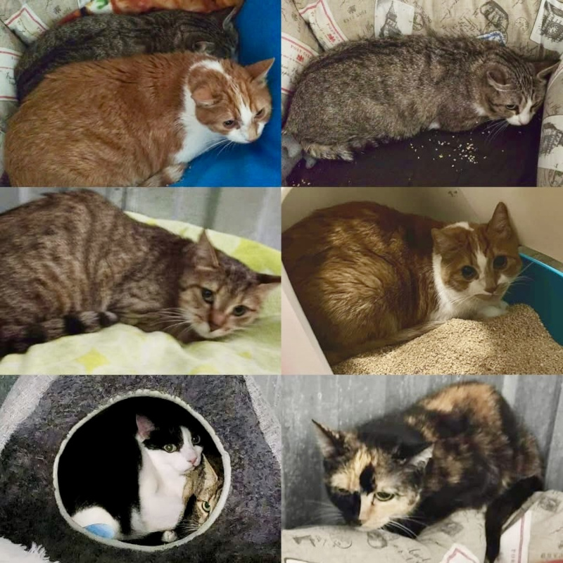 Storie di disagio umano dove a farne le spese ci sono vittime silenziose: gli animali - Associazione Le Sfigatte