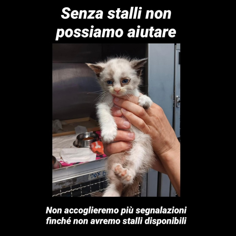 Comunicazione importante: non possiamo più accogliere gatti in difficoltà senza la disponibilità di stalli - Associazione Le Sfigatte