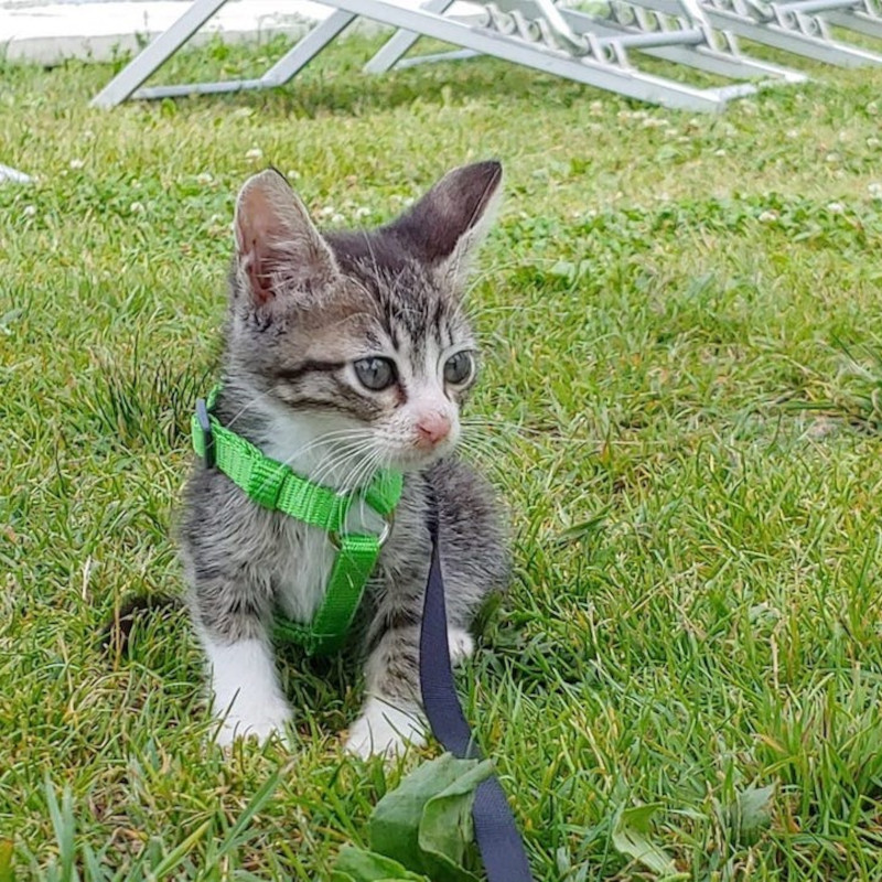 Mac, il gattino che non cresce - Associazione Le Sfigatte