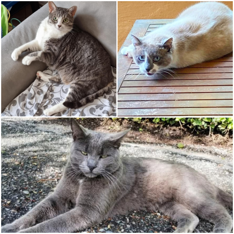 Cercasi casa (con vista bosco) per gatti dall'anima selvaticamente dolce! - Associazione Le Sfigatte