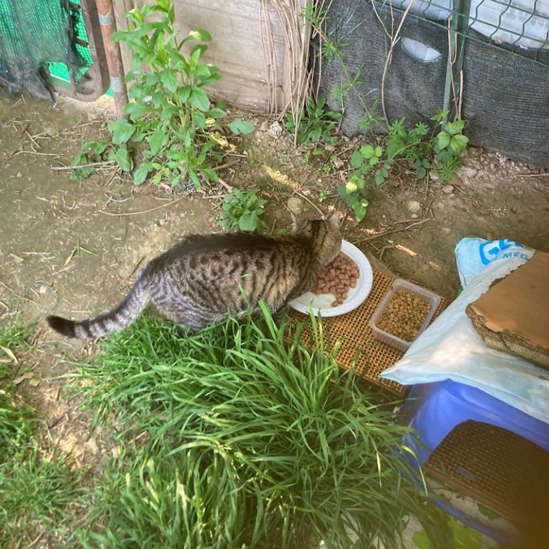 Cercasi urgentemente volontari per colonia a Grugliasco: corso Allamano/strada del Gerbido - Associazione Le Sfigatte