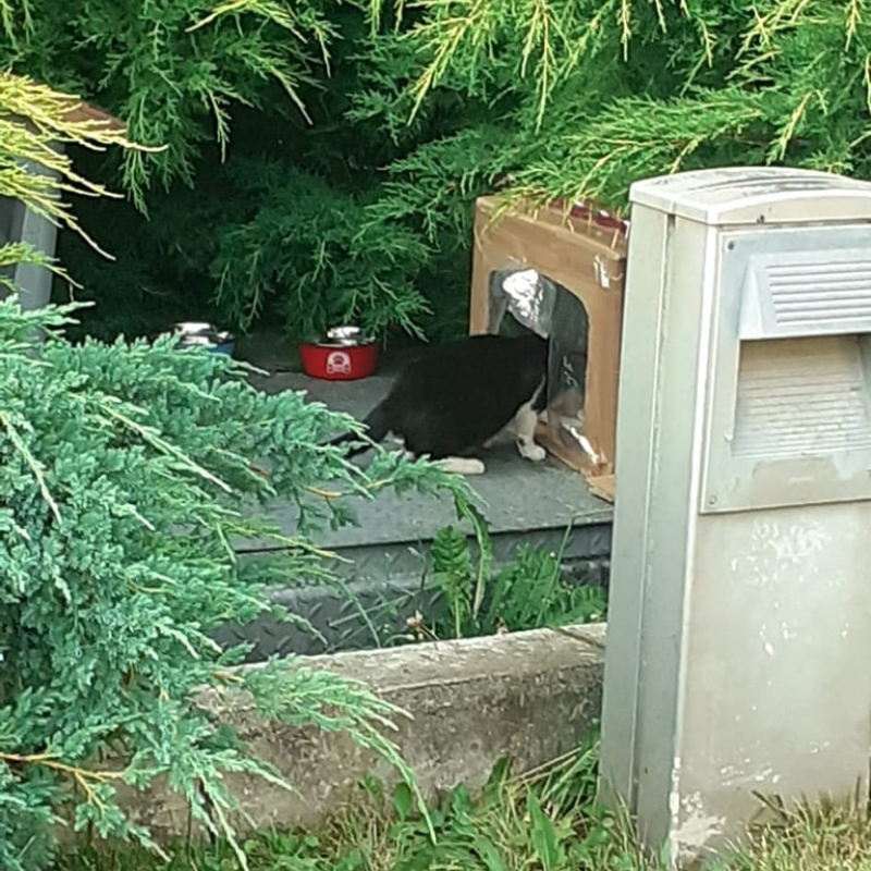 Cercasi volontari per colonia a Torino: zona Campus Einaudi - Associazione Le Sfigatte