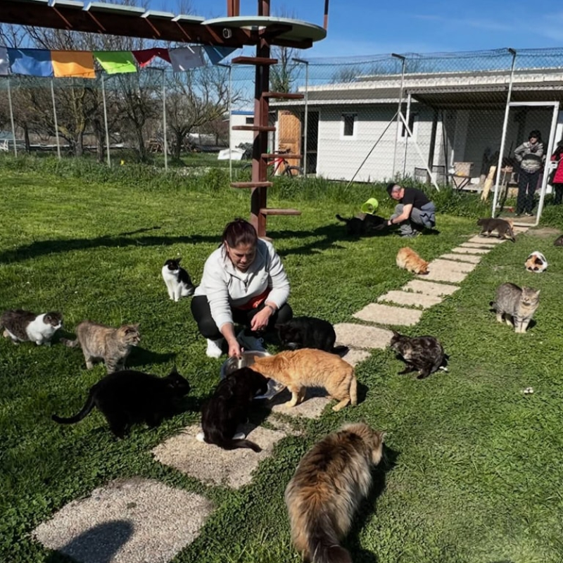 Cerchiamo volontari per gli abitanti del Rifugio! - Associazione Le Sfigatte