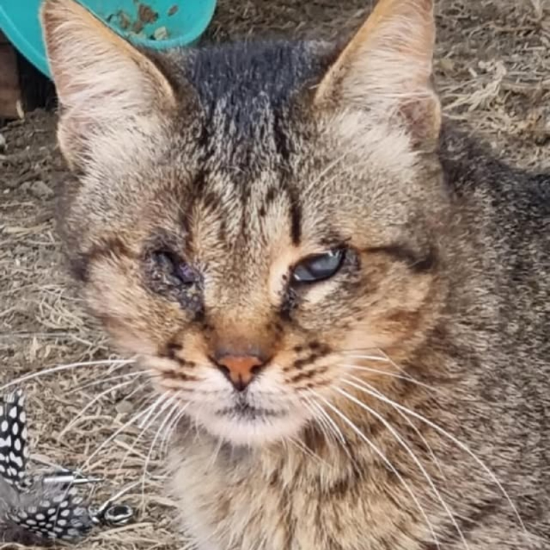 Monocolo, arrivato qualche mese fa dalla casa degli orrori: domani verrà operato - Associazione Le Sfigatte