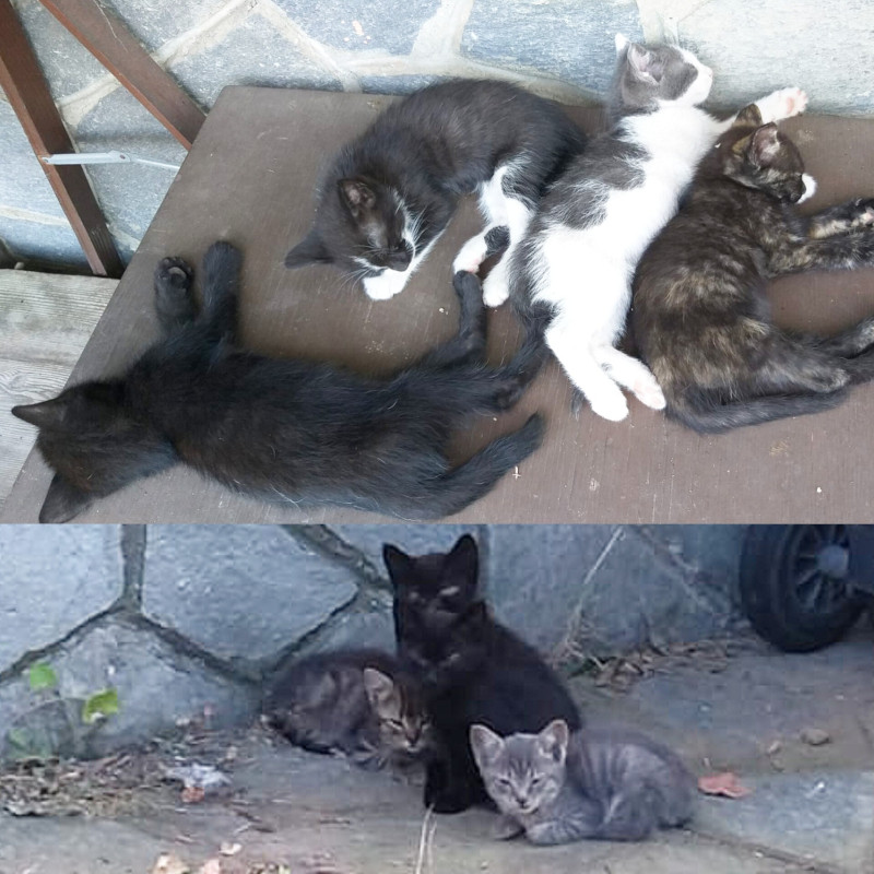 Cerchiamo stalli per cuccioli su Torino e dintorni - Associazione Le Sfigatte