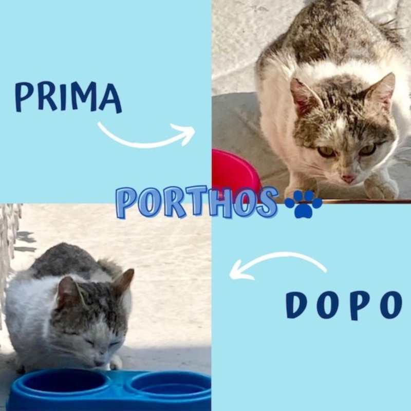 Porthos, il micio con Google Maps incorporato - Associazione Le Sfigatte