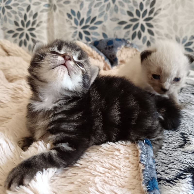 Ci aiutate a riempire i pancini dei cuccioli che abbiamo in stallo? - Associazione Le Sfigatte