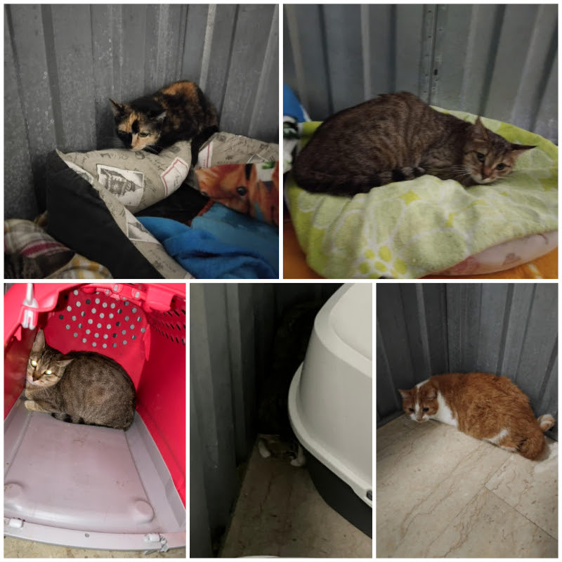 Cinque gatti e una casa perduta. Vittime silenziose di un dramma umano - Associazione Le Sfigatte