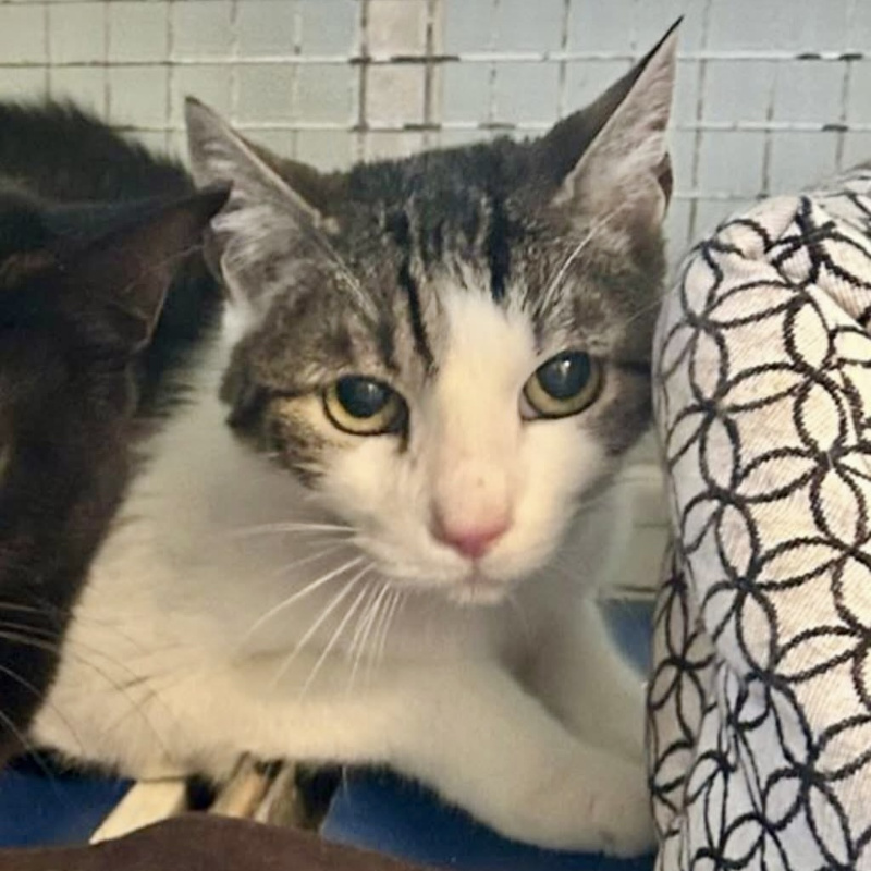 Budino cerca almeno uno stallo.. su Torino e dintorni - Associazione Le Sfigatte