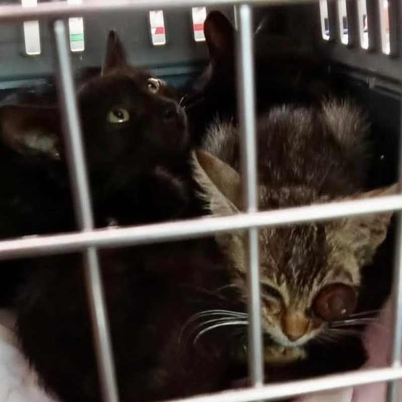 Un caso che non era di nostra competenza, ma un caso di coscienza... ora però abbiamo bisogno di voi - Associazione Le Sfigatte