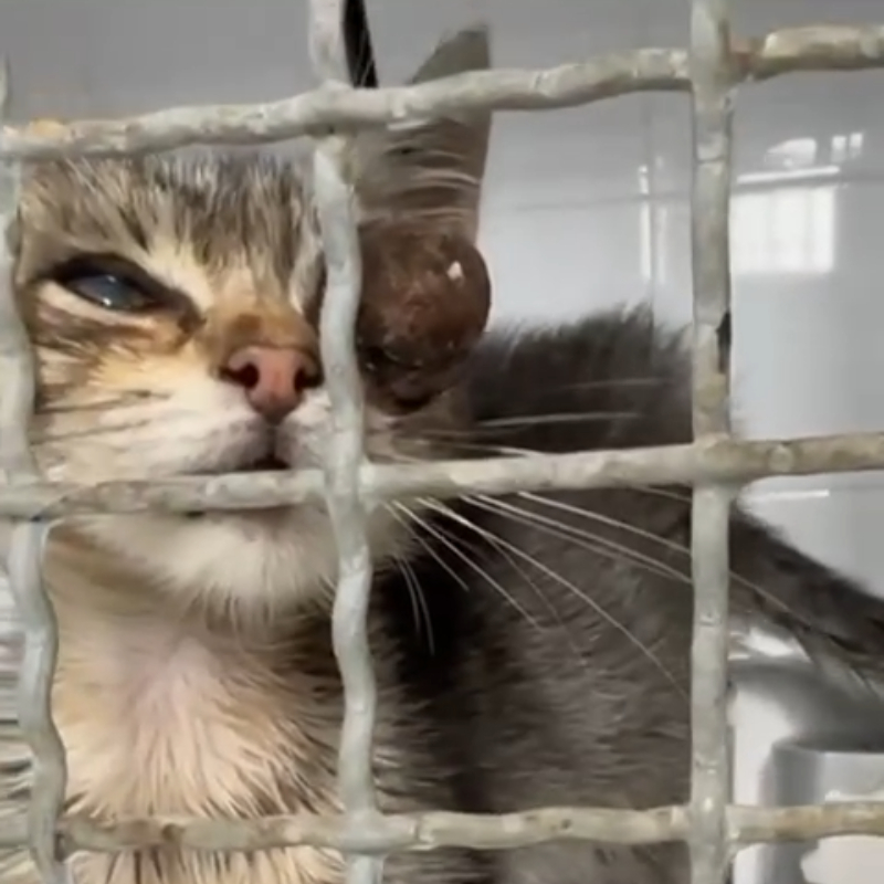 Aggiornamento: la nostra piccola scugnizza coraggiosa sarà operata domani - Associazione Le Sfigatte