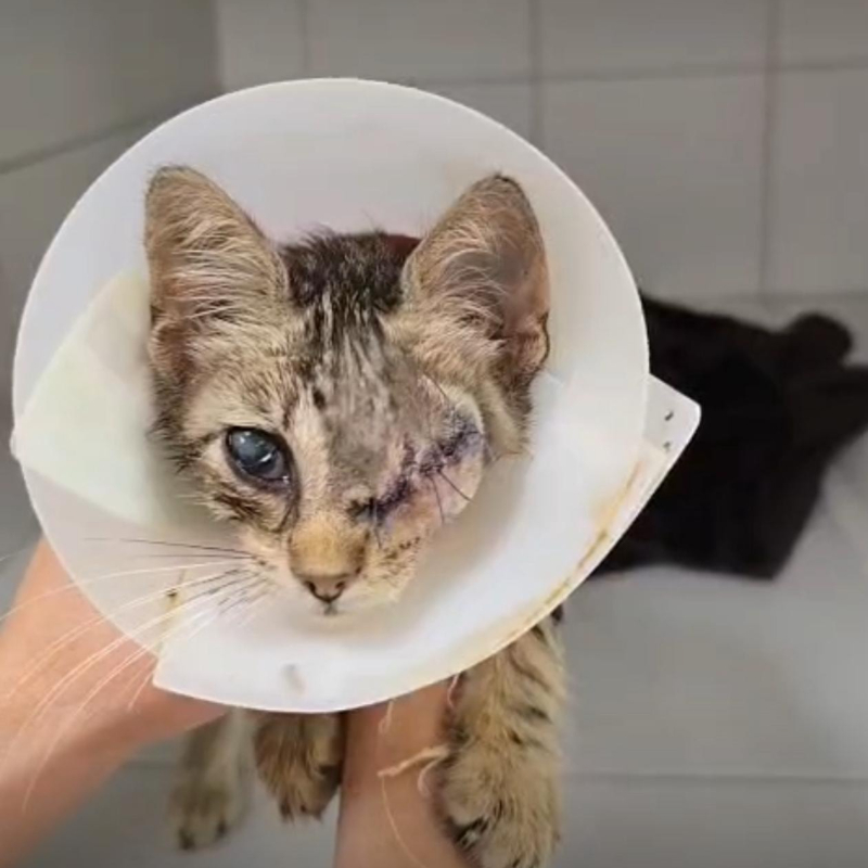 Scugnizza ha superato l'intervento - Associazione Le Sfigatte