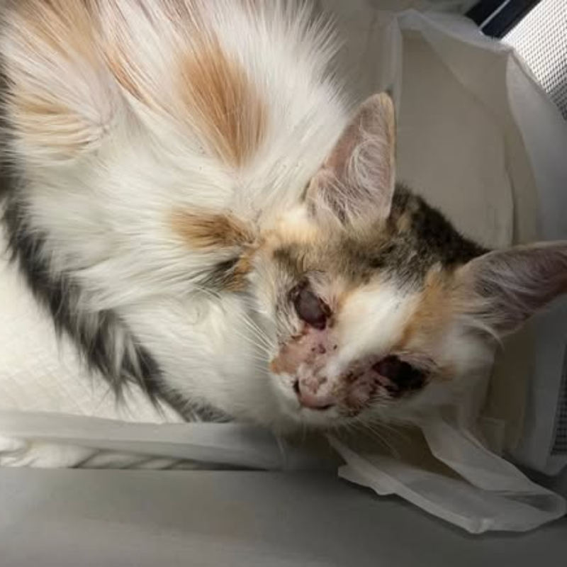 Salviamo Hope Obiettivo: 1.000 € entro il 20 ottobre - Associazione Le Sfigatte