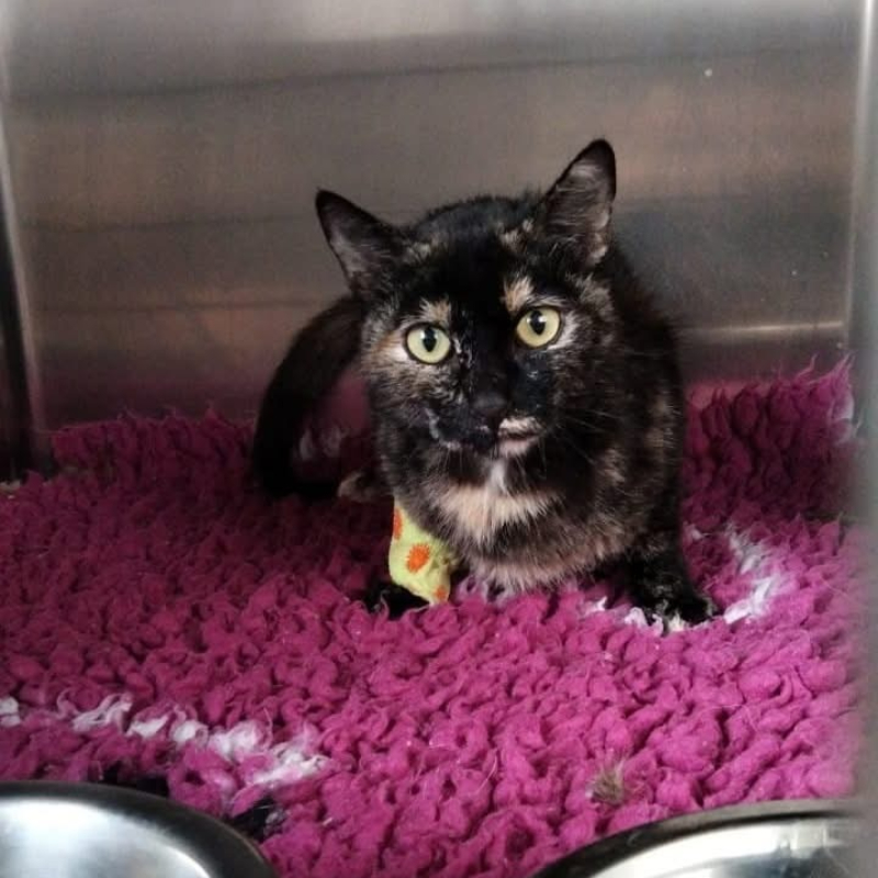 Apollonia, un caso speciale, un appello disperato: cerchiamo persone speciali o associazioni/strutturati per accogliere gatti disabili - Associazione Le Sfigatte