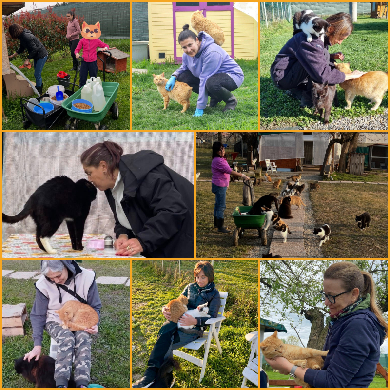 Ami i gatti? Unisciti a noi! - Associazione Le Sfigatte