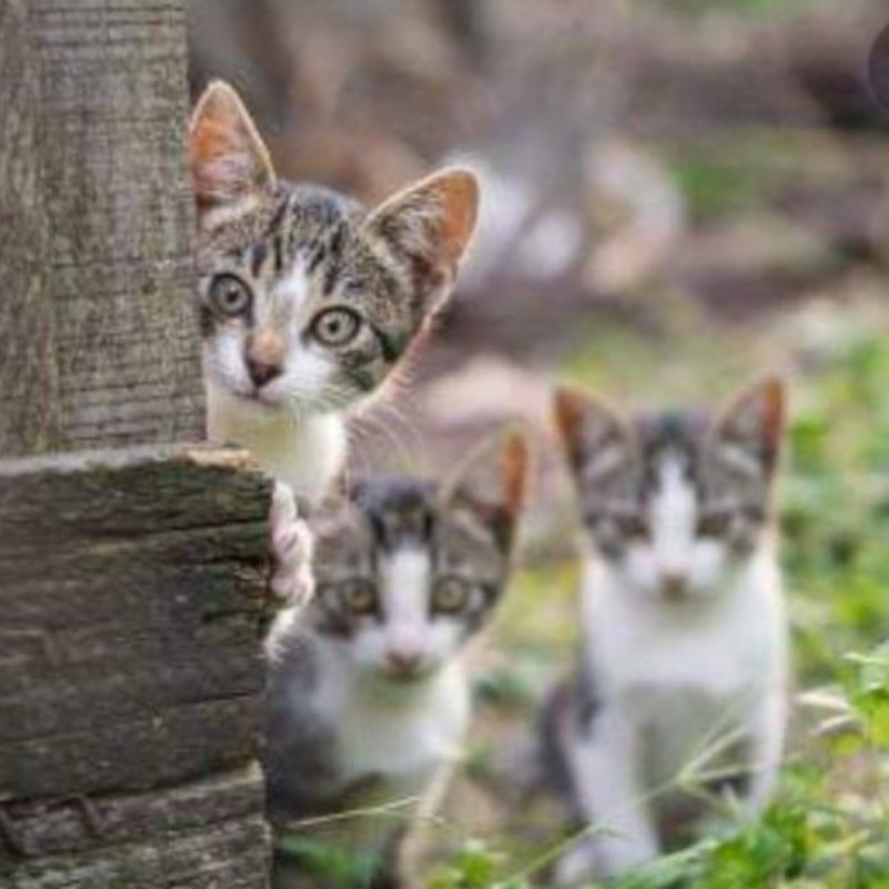 Servono volontari per aiuto colonia! - Associazione Le Sfigatte