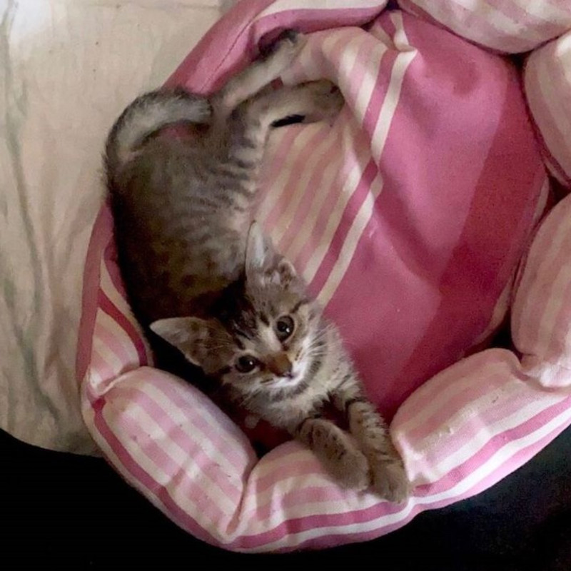 Pesca cerca stallo! - Associazione Le Sfigatte