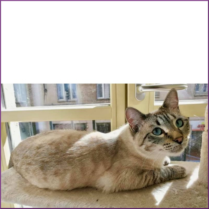 London, salvato dalla FIP - Associazione Le Sfigatte