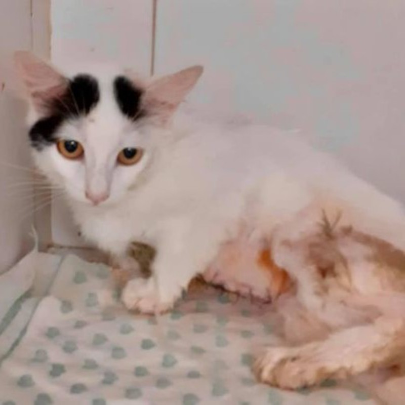 Aiutiamo Mina! - Associazione Le Sfigatte