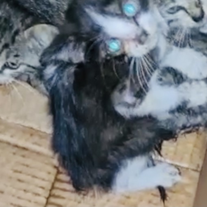 Gassino (Torino), trovati dentro un sacco - Associazione Le Sfigatte